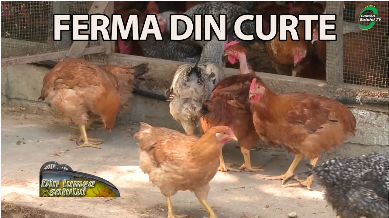 Ferma din Curte - O afacere bazată pe relația simbiotică tată-fiu