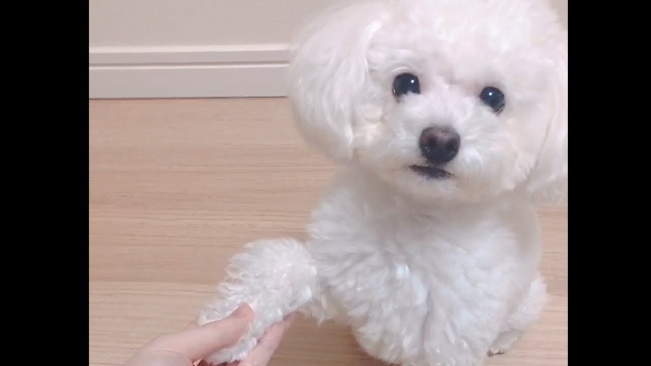 【ほのぼの日記】愛犬たぴちゃんの可愛い芸コーナー！【ころん】カメラ すとぷり