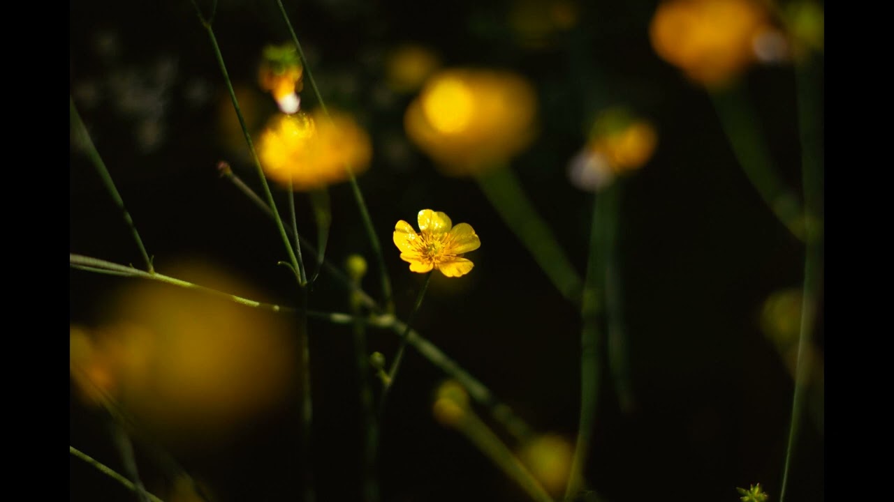No. 23 — 🌼 Chillhop Calm & Cozy