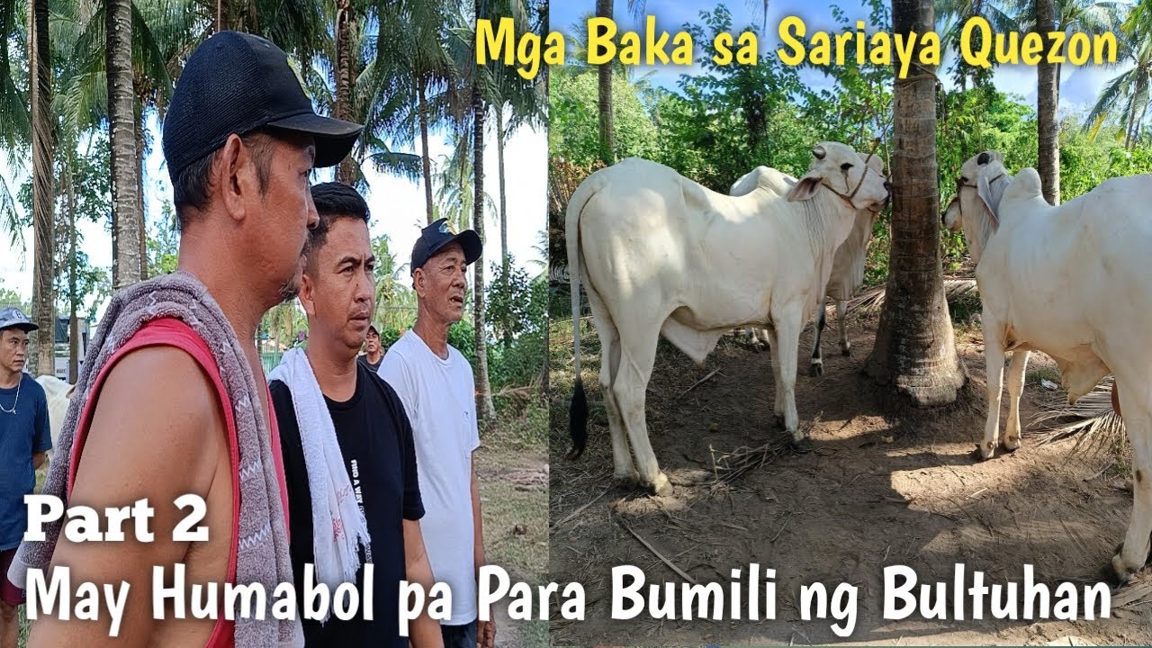 Mga Baka sa Sariaya Quezon Part 2..