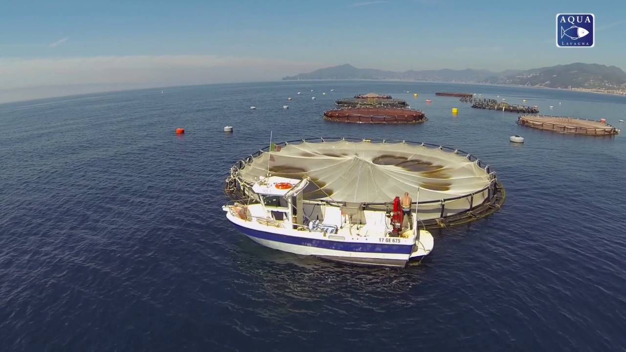 AQUA Lavagna : orate e branzini allevati in mare aperto nel Golfo del Tigullio