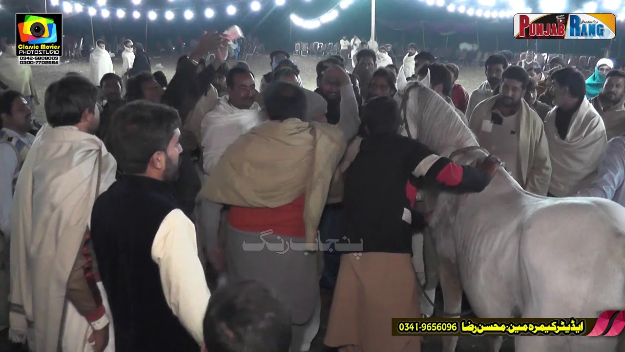 Yar Badshah l Horse Dance l 24 November 2020 l Jakhar Kamalia l Jakhar 43