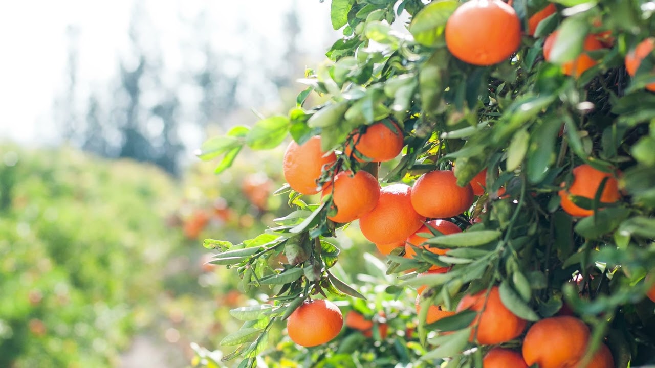 Lesson of the Orange tree - Walk with Me