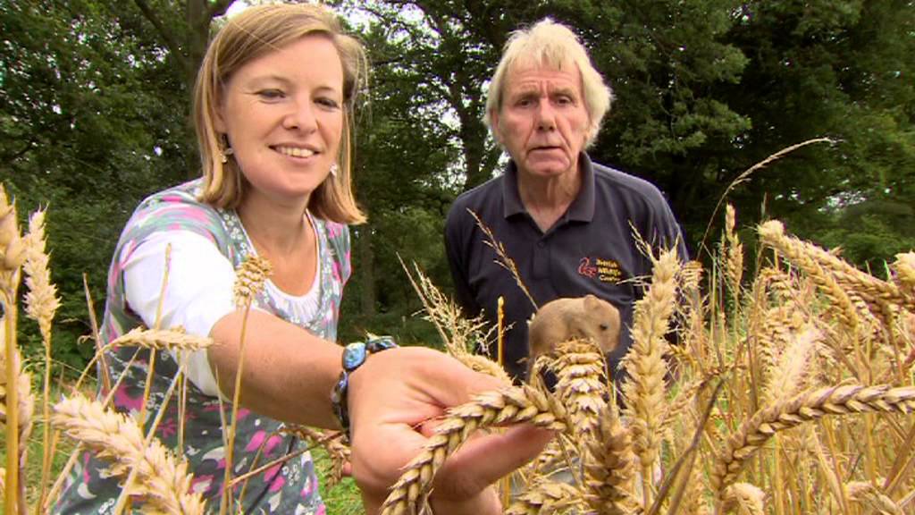 BWC Release Harvest Mice on The One Show