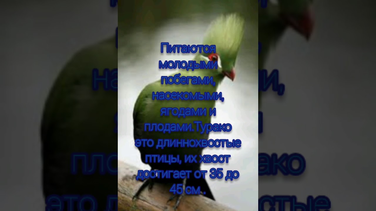 Птица Турако.