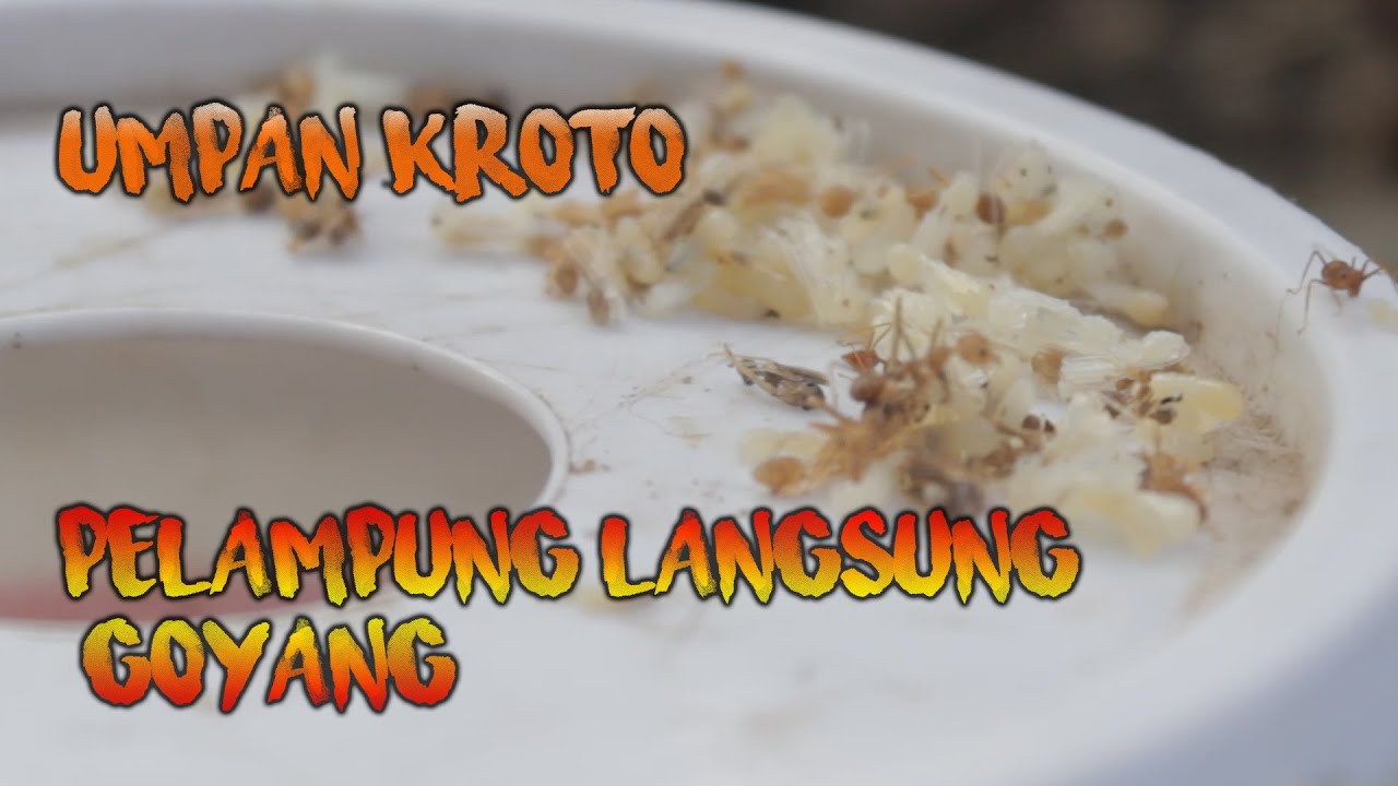 mancing wader umpan kroto ikan langsung nyambar