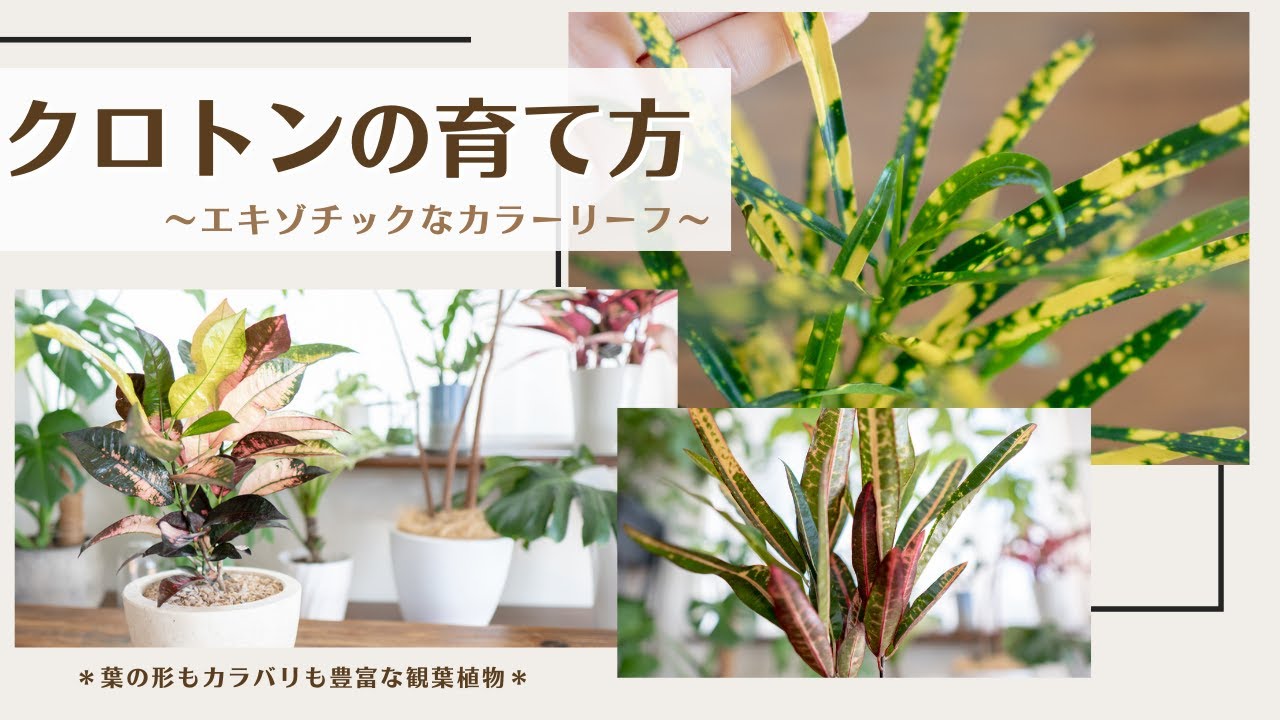 【エキゾチックなカラーリーフ】クロトンの育て方