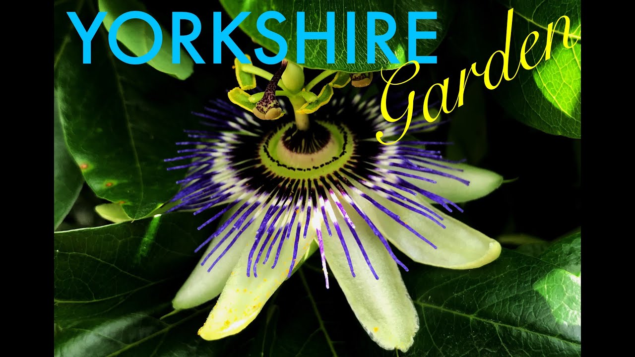 2  TAKING CUTTINGS FROM MY PASSION FLOWER VINE