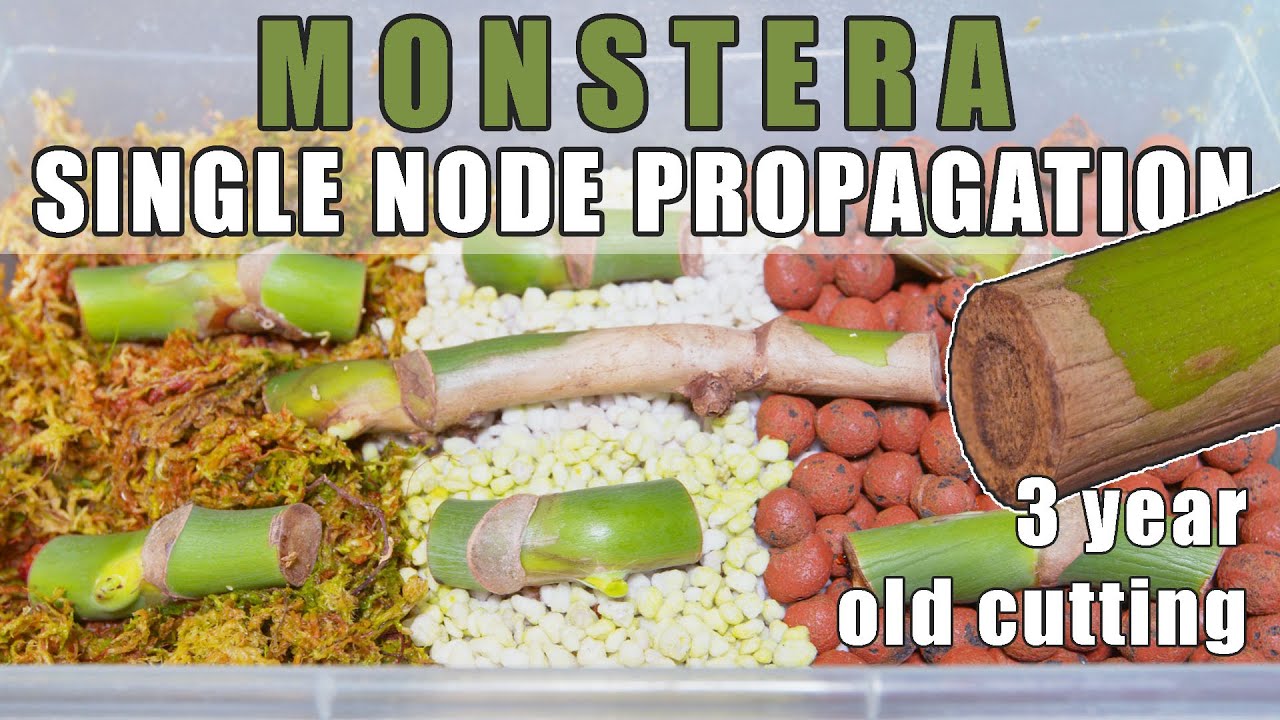 Размножение Monstera Deliciosa через один узел (0–9 месяцев)