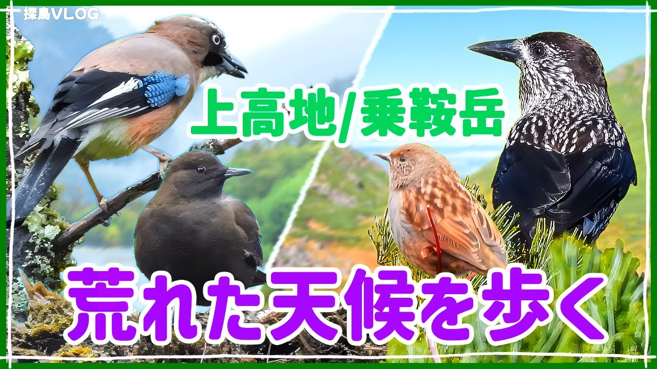 強風と雨!? そんな中でも野鳥はいるのか!?《野鳥撮影vlog》｜ホシガラス、カケス、カワガラス、ゴジュウカラ