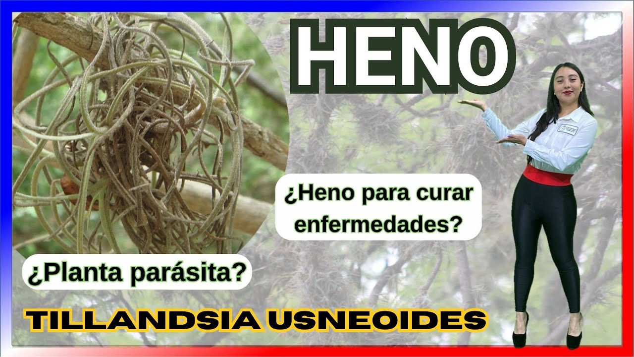 HENO| USOS M&Aacute;S ALL&Aacute; DEL FORRAJE (Tillandsia usneoides)