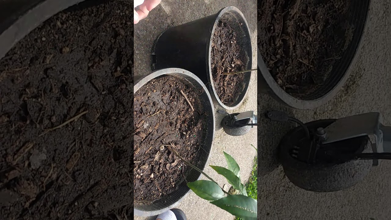 How to kill scales on citrus trees easy and cheap