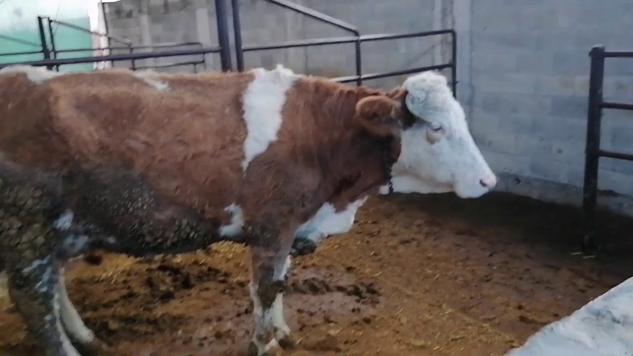 Beklenen Video//İneğimizin Boynuzu Düştü // Acısız Kansız Büyükbaş Boynuz Kesimi Part2