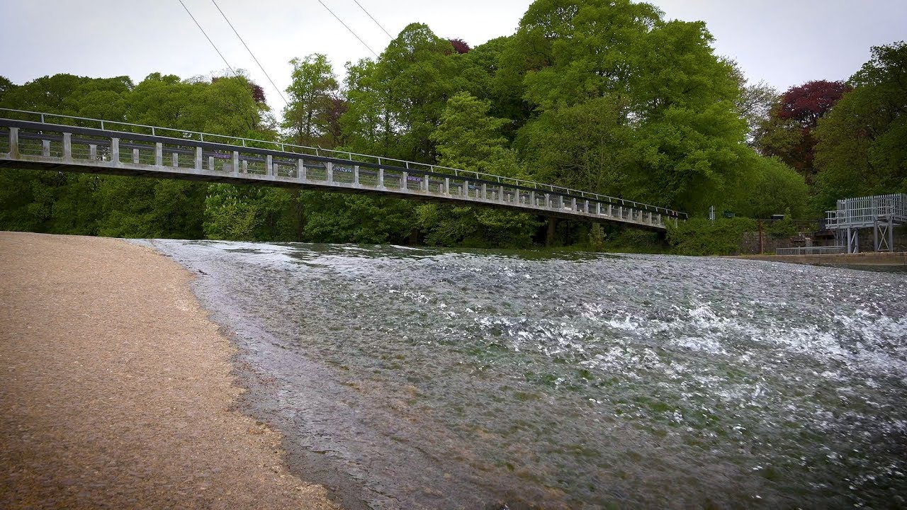 Wildlife Walk in Bute Park - Cardiff Wales - Caerdydd Cymru - River Taff - Birds and Mayfly