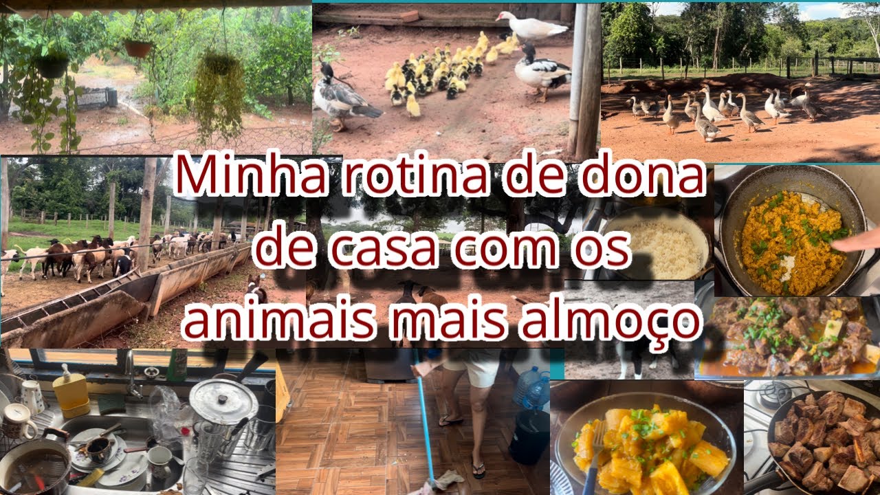 Minha vida no sítio com rotina de casa almoço natureza animais 🐥🪿🐶🦚🦜