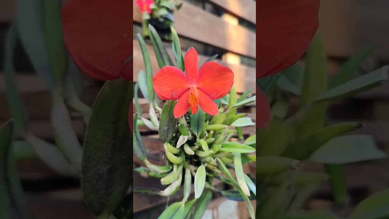Mega touceira de Sophronitis coccinea tipo