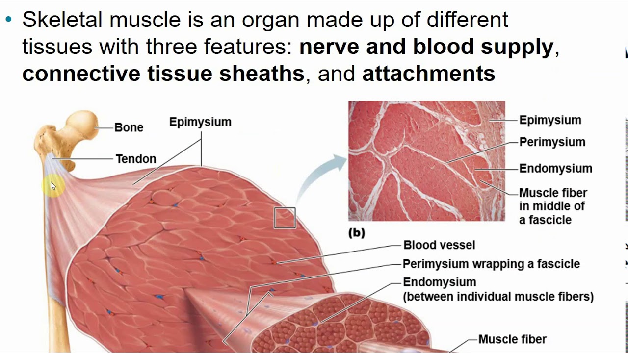 2113 Chapter 9 Muscles and Muscle Tissue Part A