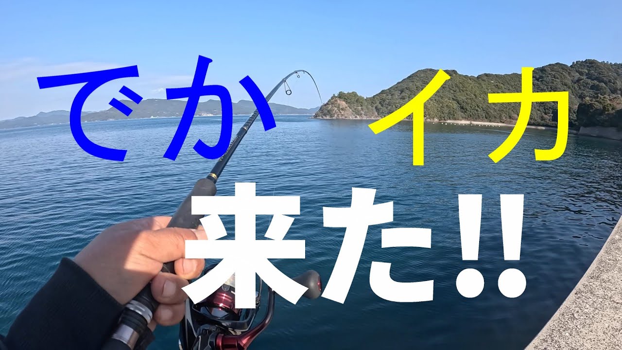 【鹿児島県】　でかイカ！！！