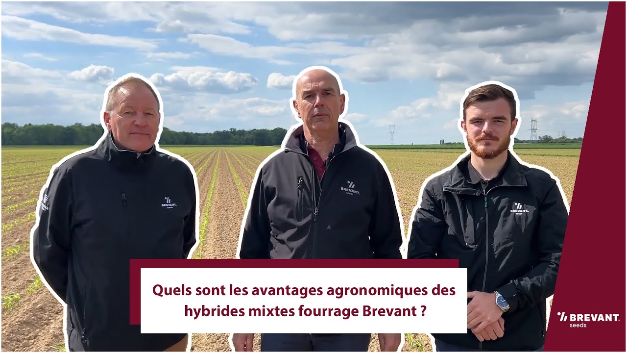 Quels sont les avantages agronomiques des hybrides mixtes fourrage Brevant ?
