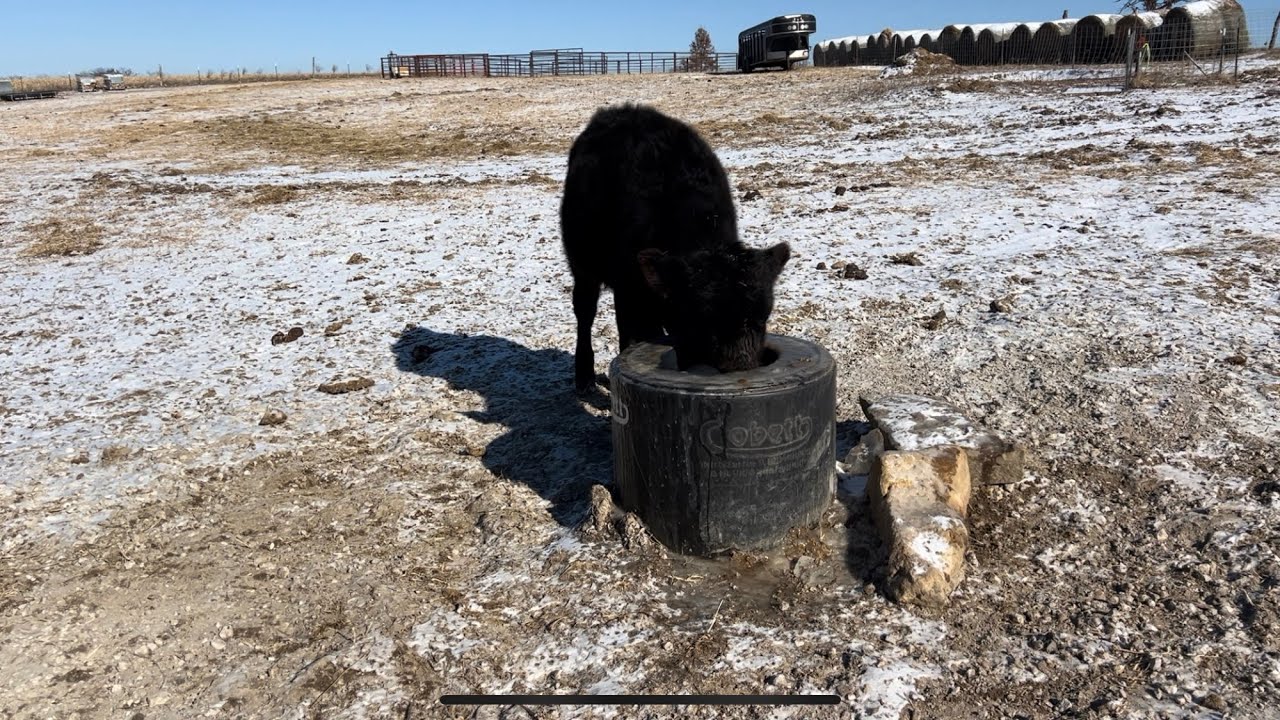 ￼Frost free non-electric ￼livestock waterer!￼ The Cobett sb.￼