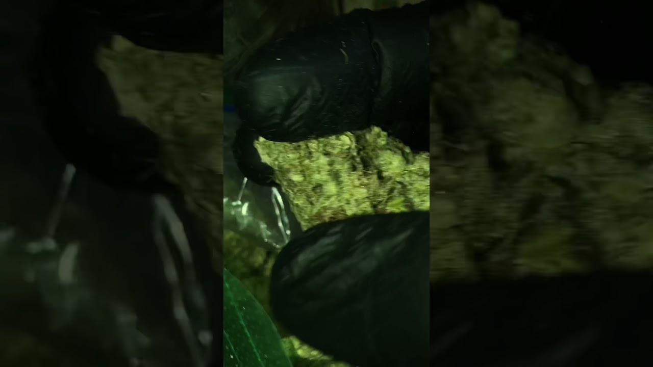 Organic homegrown marijuana (AAA)