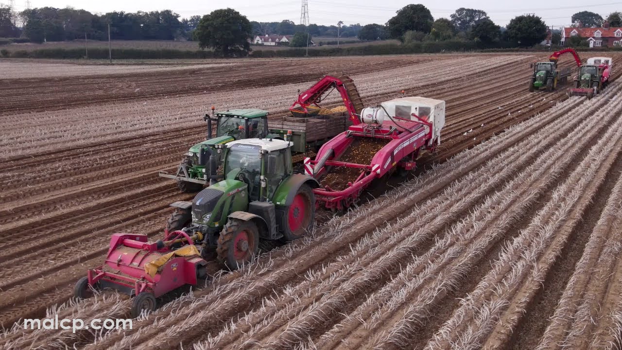 Harvest 2022: Harvesting potatoes with two Grimme potato harvesters, John Deere & Fendt tractors.