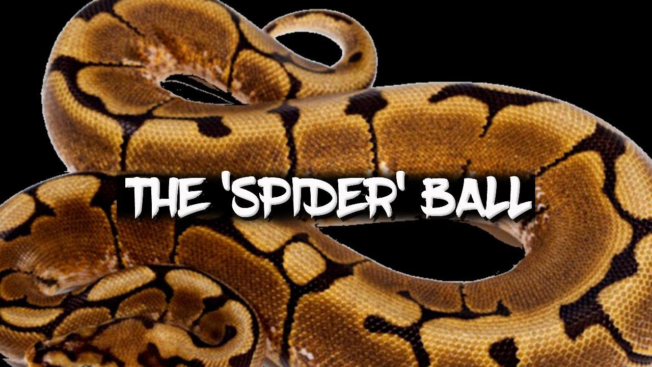 The Potential of the 'Spider' Ball Python!
