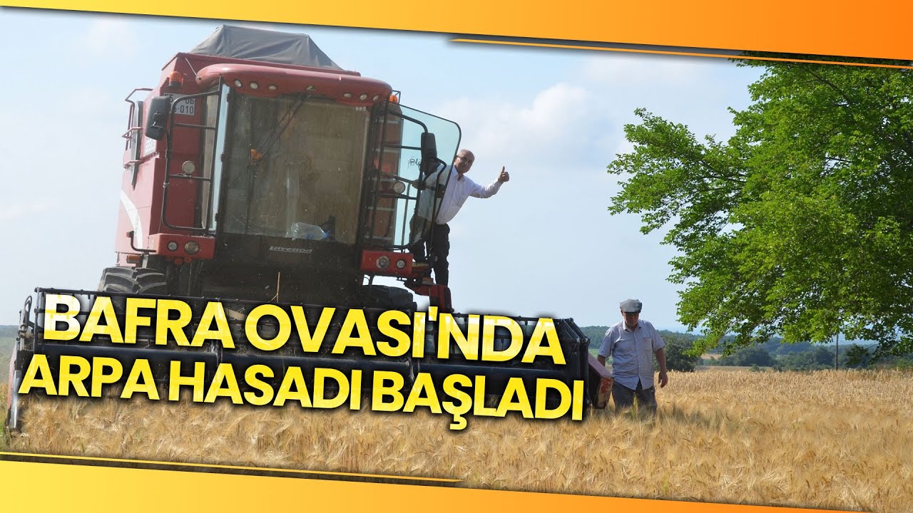 Bafra Ovası’nda İlk Arpa Hasadına Başlandı
