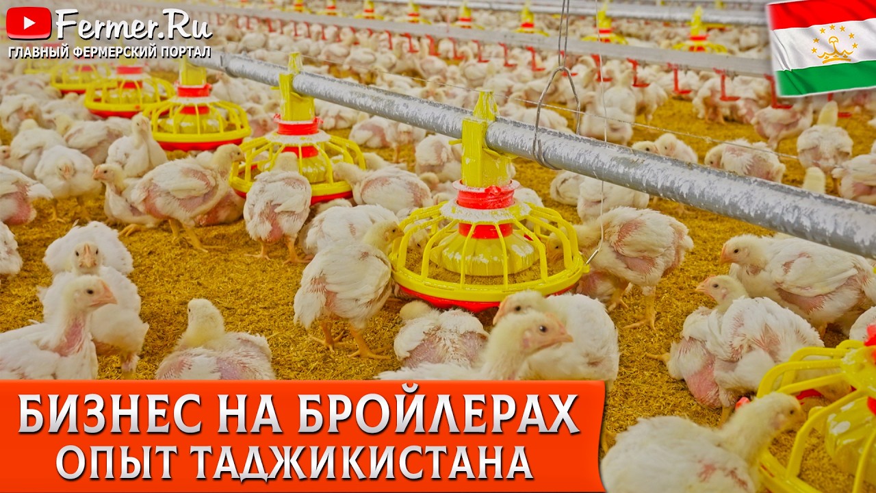 🐓Бизнес на бройлерах без кредитов. Как молодой фермер открыл бройлерную ферму в Таджикистане