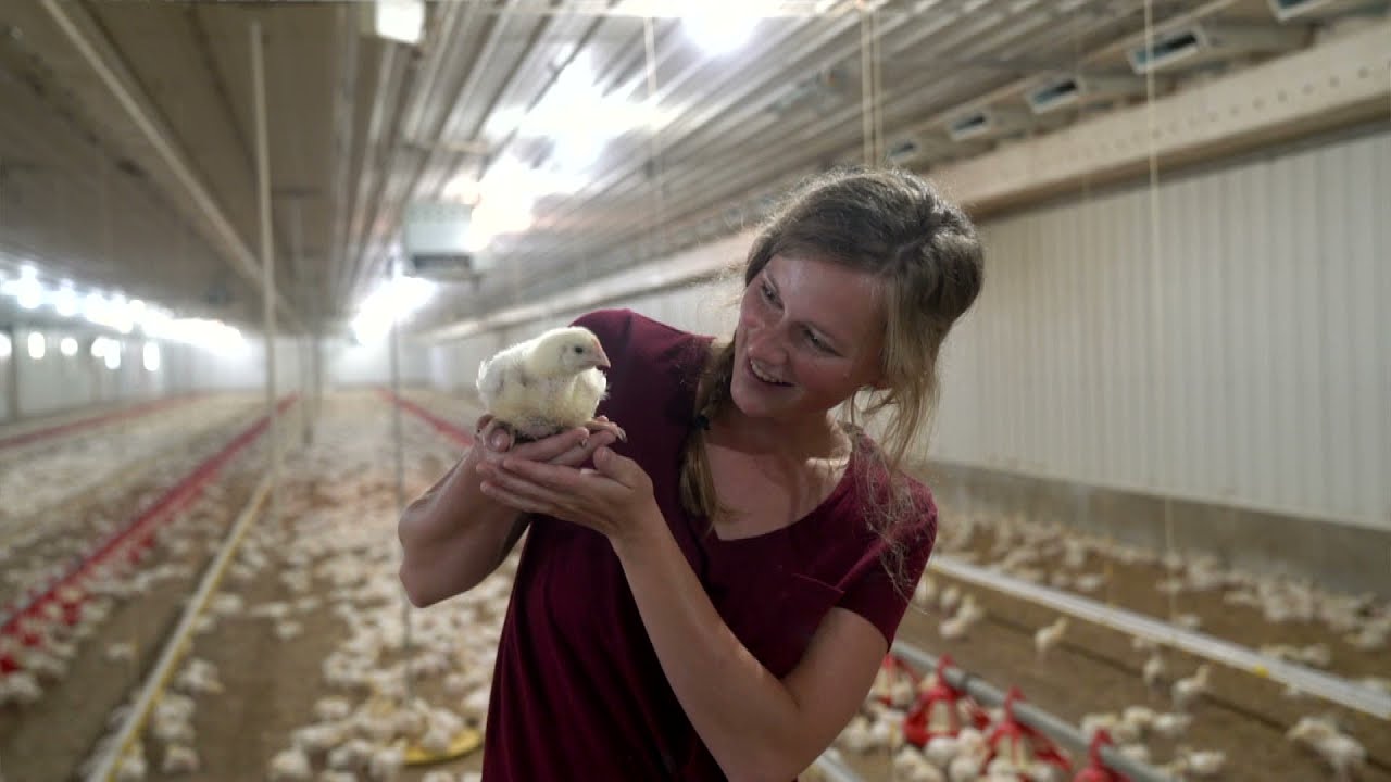 Chatting With a Chicken Farmer: Your Top 10 Questions Answered