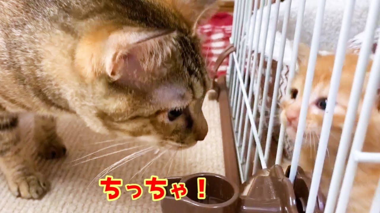 子猫と柴犬がご対面中まさかの妹猫登場♪