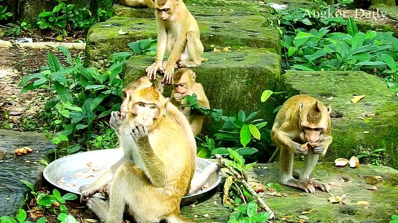 Video Animal  Baby  ​​​​​ Monkey Cute Viral /Reel Monkey Angkor Daily