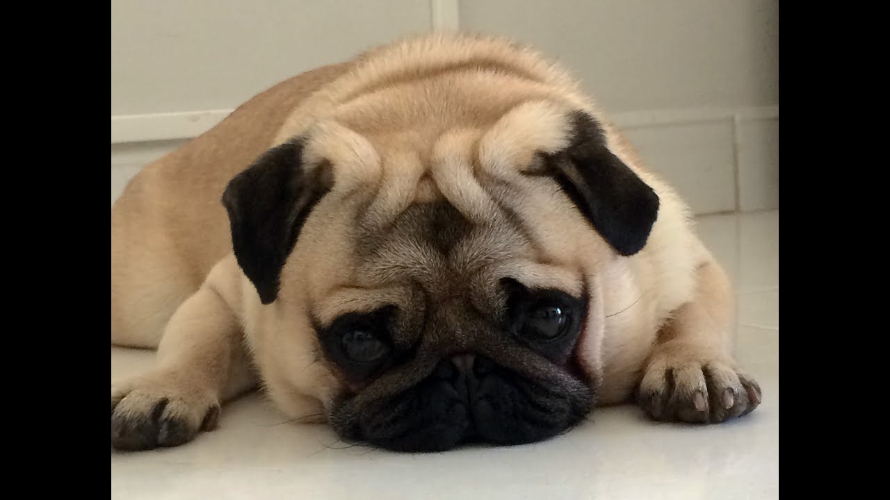 Compilação de videos engraçados do meu pug