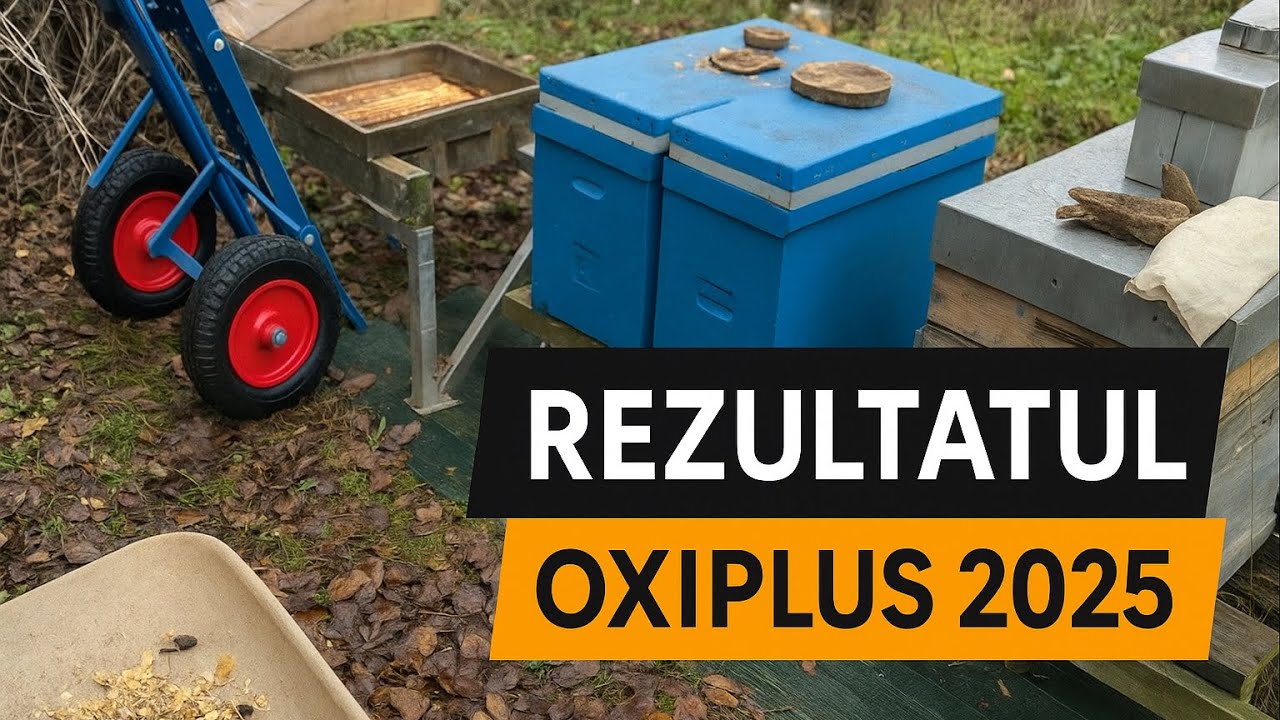 Surpriza de la finalul sezonului 2025! Cum arată albinele după tratamente exclusiv cu OxiPlus