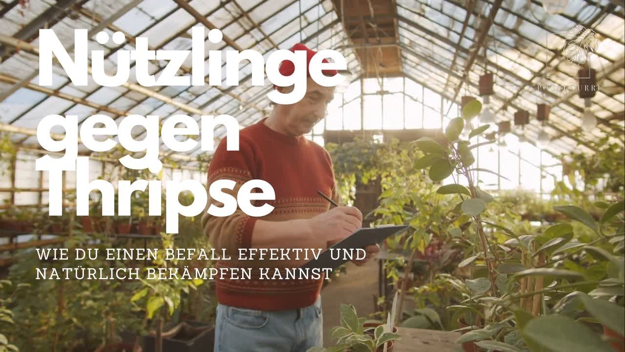 N&uuml;tzlinge gegen Thripse: So wirst du Sch&auml;dlinge auf nat&uuml;rliche Weise los! 🪲🌿I potflourri