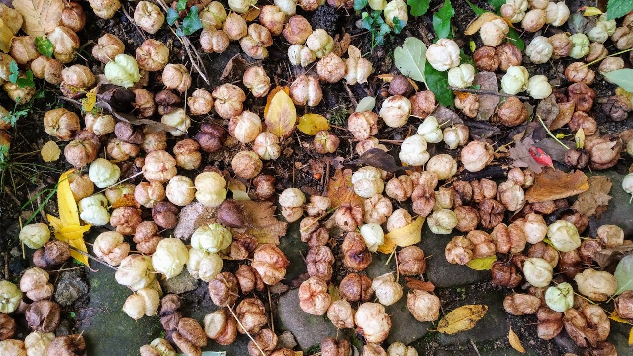 Bladdernut - Harvest thousands of tasty Staphylea pinnata nutlets