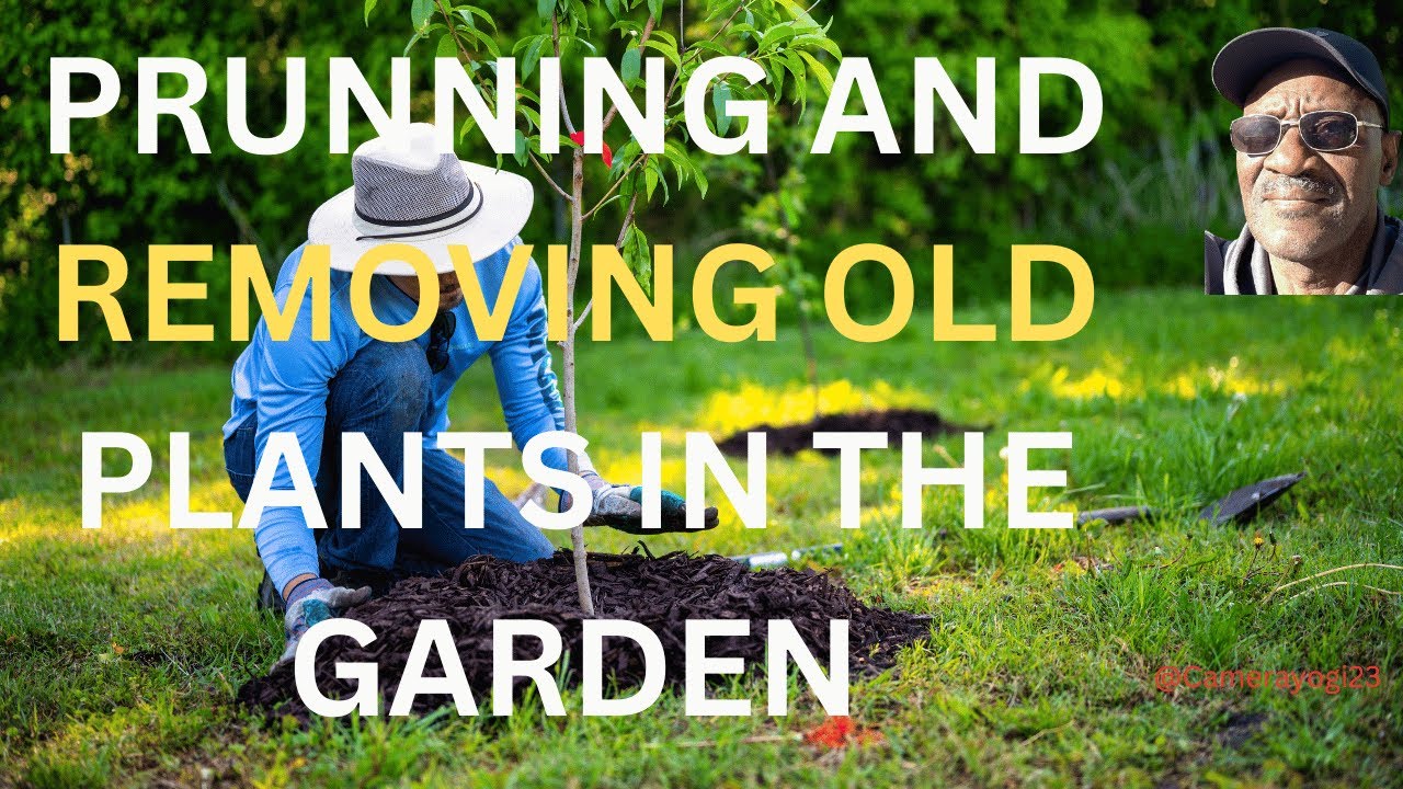 PRUNNING AND REMOVING OLD PLANTS IN THE GARDEN