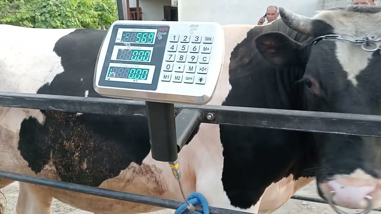 Самарканд Тарози хизмати 📞93.3085087 Мухтор  6 июля 2025 г.