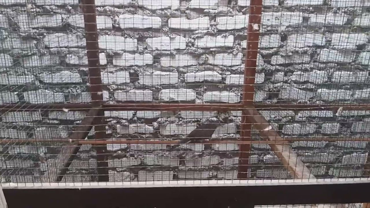 solusi burung perkutut berjodoh tak kunjung telur