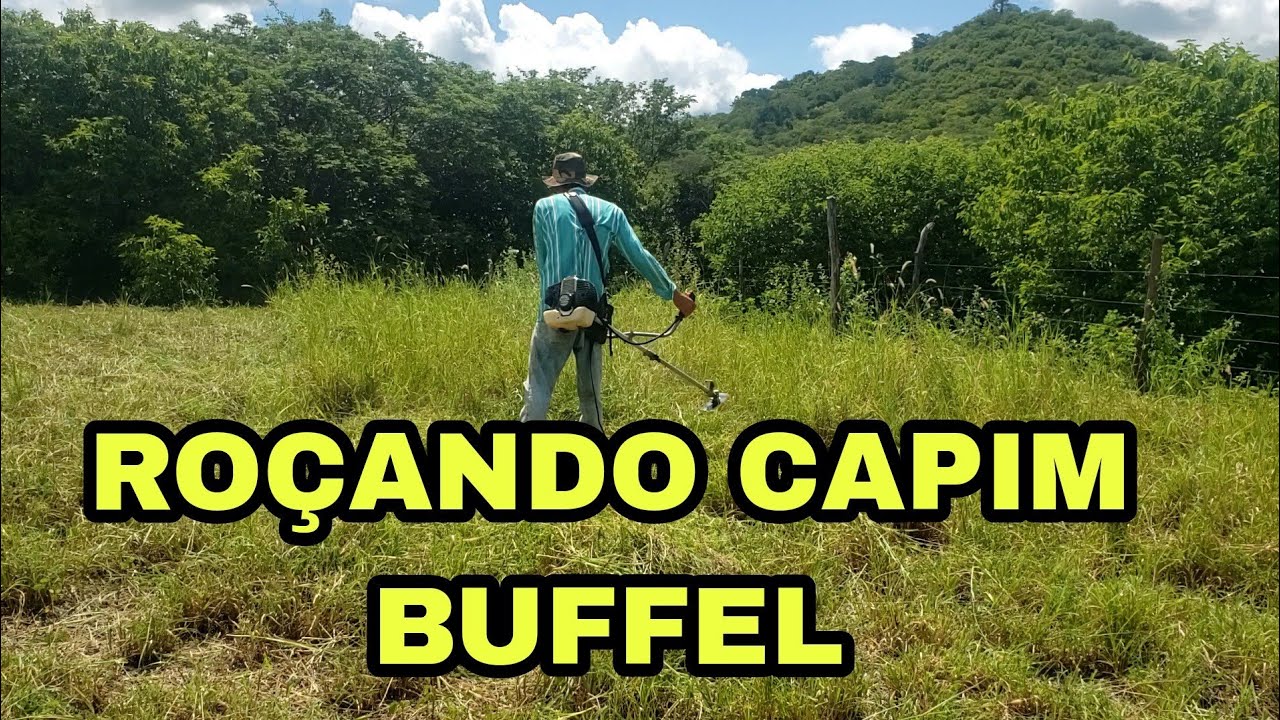 ROÇANDO CAPIM BUFFEL