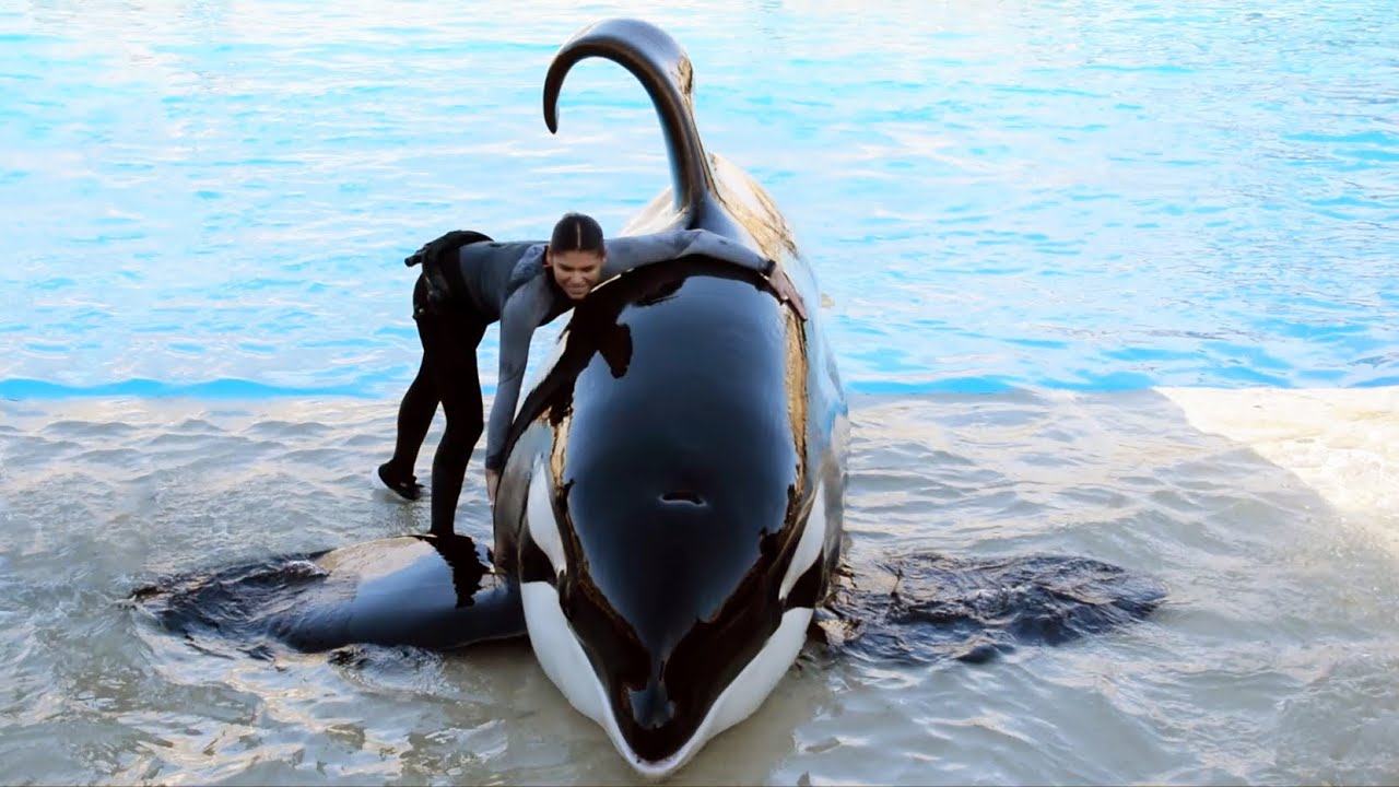 Ulises 47th Birthday Orca Encounter at SeaWorld San Diego w/ Makani & Ikaika at 2PM January 2, 2025