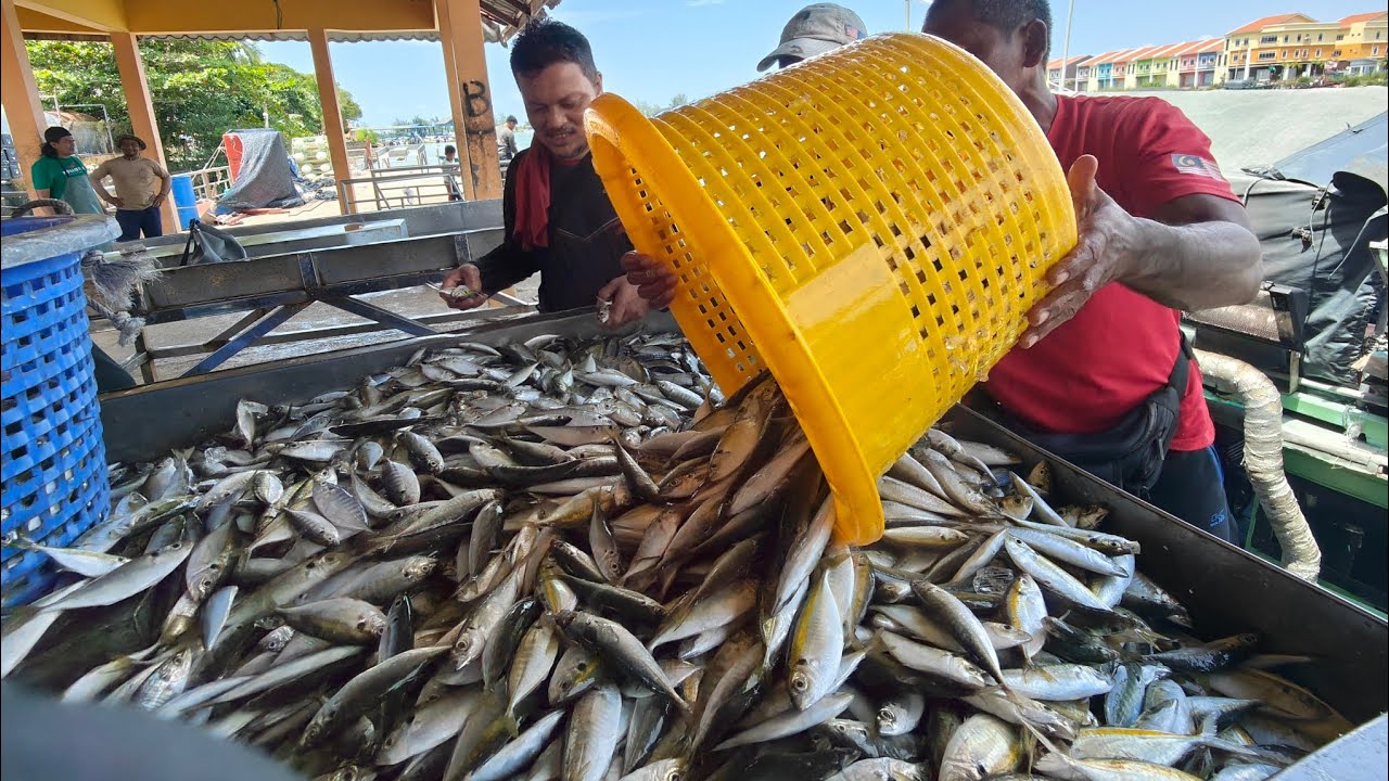 misi memburu ikan selar kuning dengan nelayan TFA2328 Kuala Marang 
