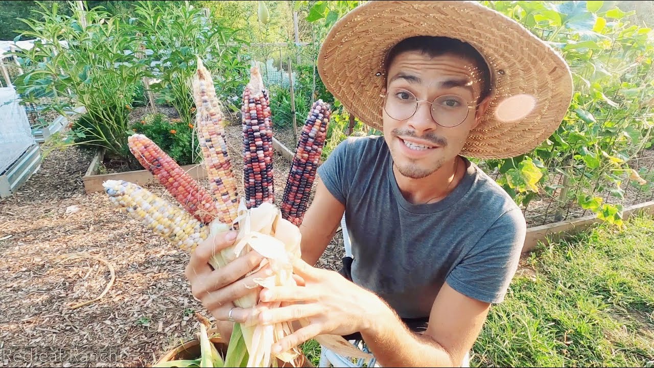 Harvesting Our Glass Gem Corn!