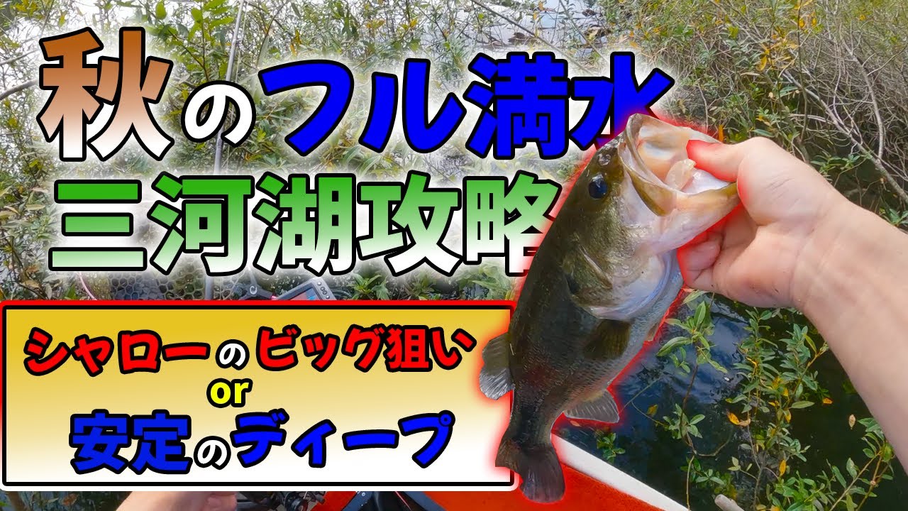 【バス釣り】秋のフル満水はシャロー？ディープ？【三河湖】【カバー撃ち】【ディープクランク】