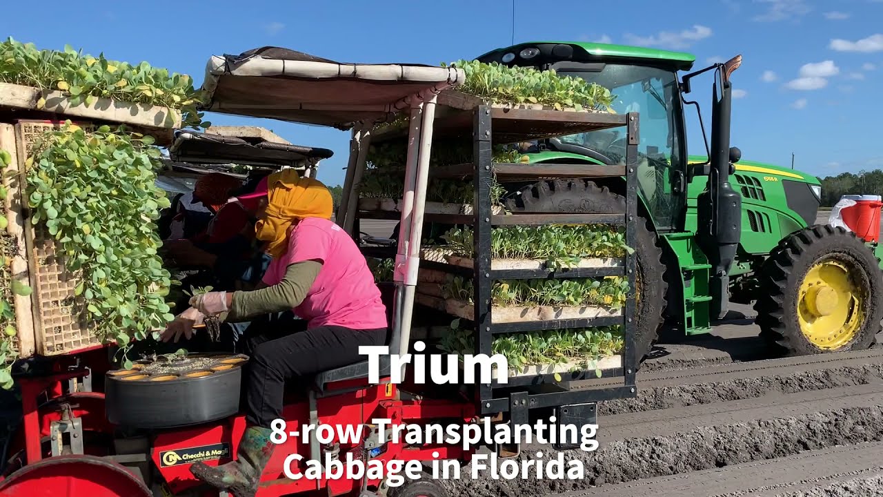 Planting cabbage in Florida with the C&M (Checchi & Magli) TRIUM 8-row transplanter