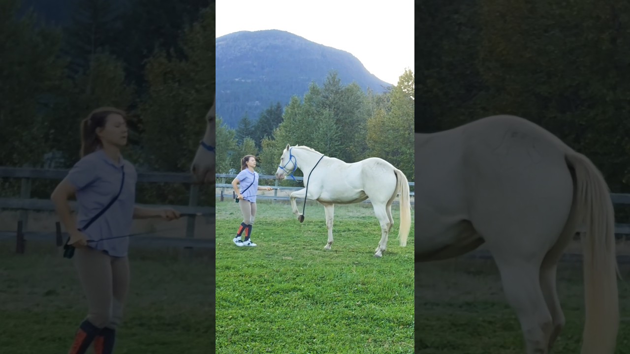 Perlino Horse | Spanish Walk