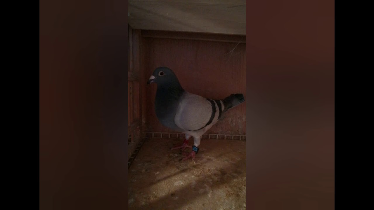 Unsere Brieftauben - Das Stammpaar!