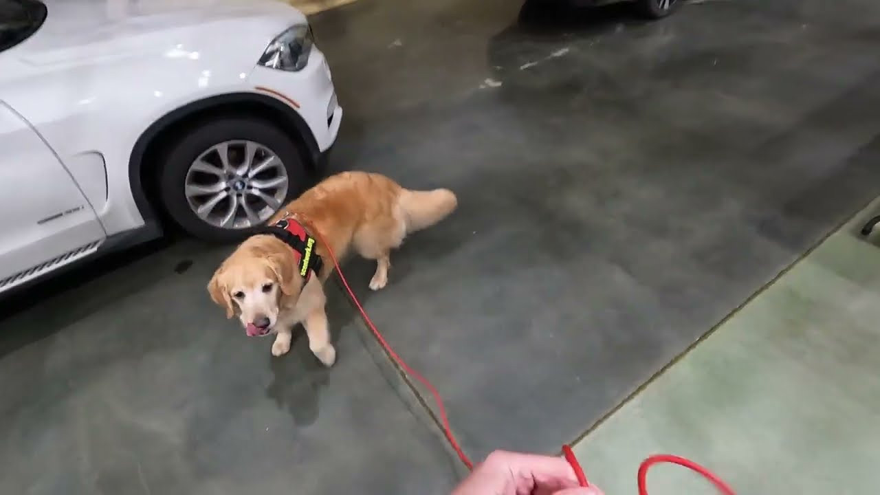 One of the best nosework trial searches I have ever done. Elite trial.