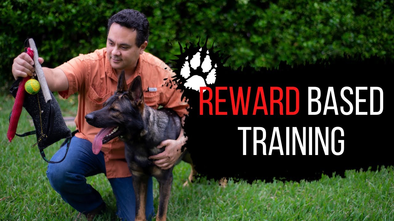 Reward Based Training | Service dog training