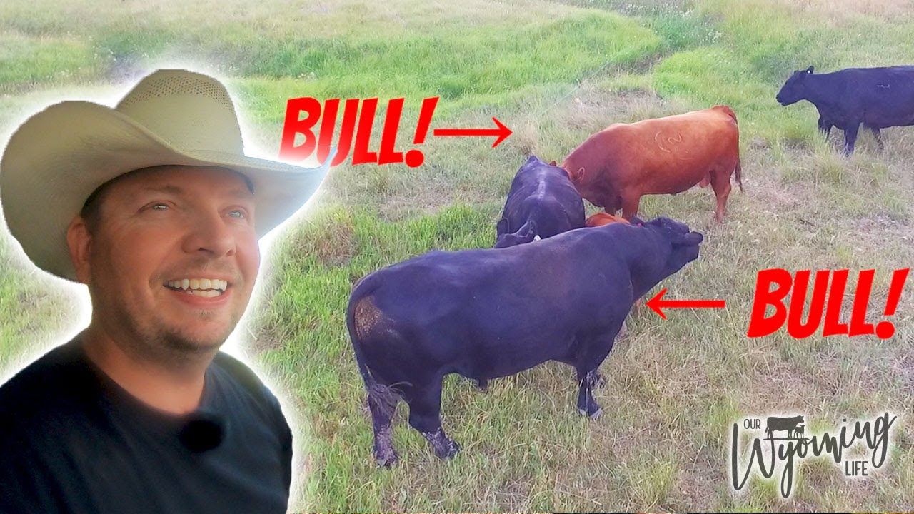 The Neighbors Bull - Lost and Found
